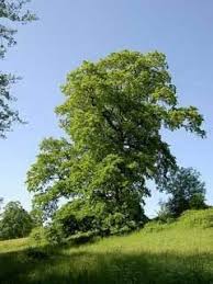 Maybe you would like to learn more about one of these? Quercus Cerris Alchetron The Free Social Encyclopedia