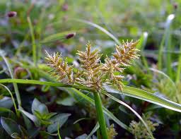 Image result for Cyperus ruwenzoriensis