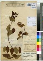 Image result for Maprounea