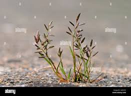 Image result for Eragrostis minor