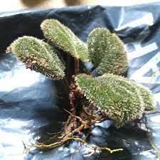 Jenis jenis tumbuhan yang dapat mengusir roh jahat dan ilmu hitam bila di tanam dekat rumah.tanaman #pengusirmahlukhalus. Jual Daun Berbulu Halus Kota Padangsidimpuan Panjaitan Farm Tokopedia