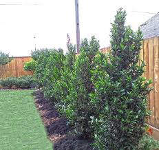 Our dwarf top hat blueberry is native to northern and alpine north america. Pin On Gardening Landscaping