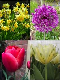 Qfb gardening only sells spring flowering bulbs of the highest quality. Buy Autumn Planted Bulbs The Ideal Spring Bulb Collection Pack Of 70 Bulbs Gold Medal Winning Harts Nursery