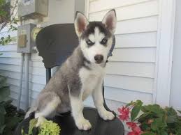 Siberian Husky Puppies For Sale In Denison Texas Classified Husky Wolf Mix Puppies For Sale In In 2020 Husky Puppies For Sale Free Siberian Husky Puppies Husky Puppy