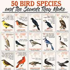 We have such wide diversity in habitat from the open ocean to the desert and moutaintops.and everything in between. Ncc 50 Bird Species And The Sounds That They Make