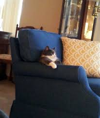 Just Kicking Back Watching Tv Kedisiz Ev Ev Degildir Komik Kedi Ve Komik Seyler
