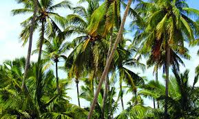 Coconut exporters in sri lanka are exporting various products such as fresh coconuts, virgin coconut oil, coco peat products, coconut fiber products coconut, the tree of abundance, drives a global industry in sri lanka, where delicious and rejuvenating food and beverages, sustainable horticulture. Plantation Coconut Handbook