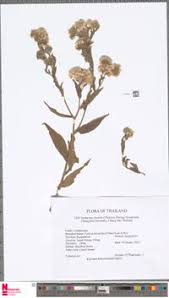 Image result for Eschenbachia