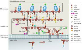 A carbohydrate metabolism b lipid synthesis c 59. Bacterial Vivisection How Fluorescence Based Imaging Techniques Shed A Light On The Inner Workings Of Bacteria Microbiology And Molecular Biology Reviews