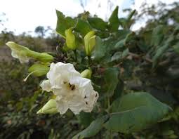 Image result for Dolichandrone alba