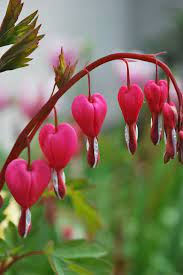 Pin Von Vera C Auf Gardening Outdoors Blumen Flowerpower Tranendes Herz