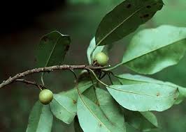 Image result for Manilkara obovata