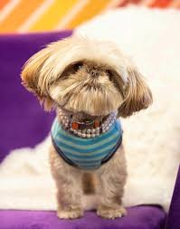 CH2 Magazine: February 2023 by CH2/ CB2 : Celebrate Hilton Head