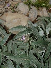 Image result for Gutenbergia polycephala