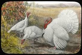 We did not find results for: Are Heritage Turkeys Or Broad Breasted Breeds Right For Your Flock