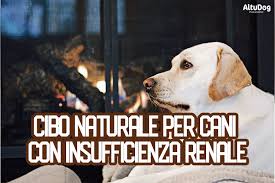 È considerato uno degli alimenti più nutrienti della natura: Cibo Naturale Per Cani Con Insufficienza Renale Altudog
