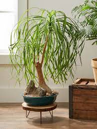 Can a ball moss be set up as a houseplant? 23 Easy Houseplants To Grow Better Homes Gardens