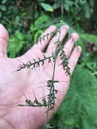 Image result for Oplismenus compositus