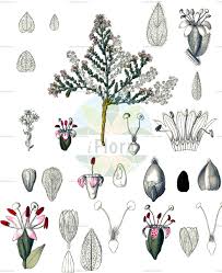 Image result for Paralepistemon shirensis