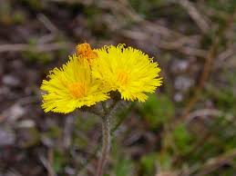 Image result for Senecio luembensis