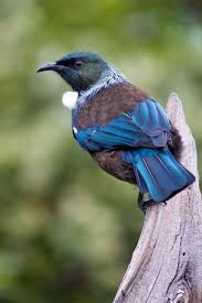 In neuseeland sollen die kühe möglichst viel milch aus dem weidefutter erzeugen. Resplendent Tui New Zealand Neuseeland Vogelwelt Tiere