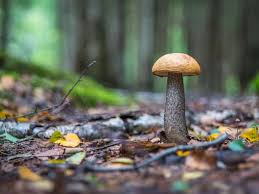 What can i do to get rid of them and keep them from growing back? How To Get Rid Of Mushrooms Growing In Mulch
