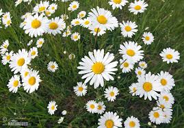 Image result for foto Kopretina