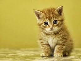 7 sifat kucing sebelum memelihara nya youtube. Gambar Kucing Wallpaper Lucu Contoh Gambar Kucing Lucu 1024x768 Wallpaper Teahub Io