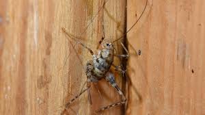 Why do i have so many crickets in my house? Camel Crickets Creep Out Dmv Residents Wusa9 Com