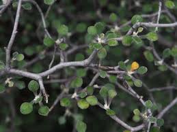 Image result for Rhynchosia orthobotrya