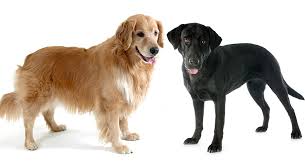 Golden Retriever Vs Labrador Which Is The Best Pet