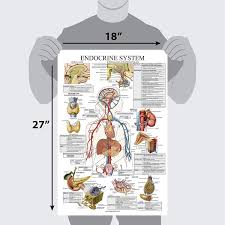 endocrine system anatomical chart laminated palace learning