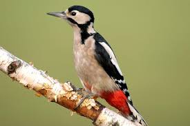 Bto Garden Bird Of The Month June Great Spotted