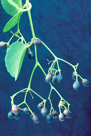 Image result for Cissus aralioides