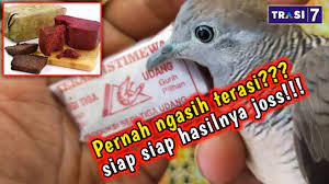 Hal tersebut dapat membantu anda yang ingin mengawinkan burung perkutut. Manfaat Terasi Untuk Perkutut Ternyata Luar Biasa Joss Youtube