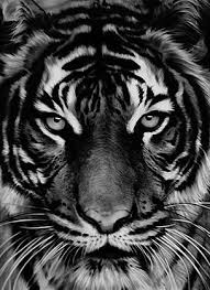 Pin By Ghazi Asmat On Tiger Coat Pin Robert Longo Charcoal Art Tiger Artwork