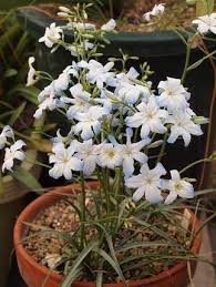 life quotes and tips plants my furniture