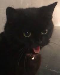Pin By Nana On Cool Cats Cute Animals Cute Cats Baby Animals