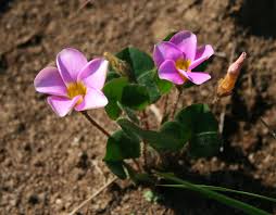 Image result for Oxalis obliquifolia