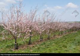 Select from premium apricot flower of the highest quality. Flowering Apricot Trees Stock Photo 6447317 Panthermedia Stock Agency