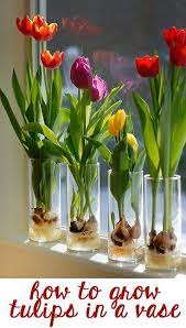 Life Fad How To Grow Tulips In A Vase Indoors Growing Tulips Plants Tulip Bulbs