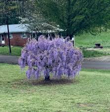 Image result for Wisteria