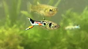 Endler fish (poecilia wingei), also known as endlers, endlers livebearers, elb, endler guppies, cumana endlers, campoma endlers, are a small livebearer fish that originates in the cumana & campoma regions of venezuela. Poecilia Wingei Wikiwand