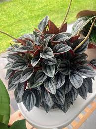 Image result for Peperomia fernandopoiana