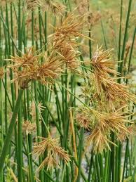 Image result for Cyperus articulatus