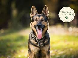 Image result for german shepherd dog