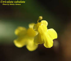Image result for Utricularia subulata