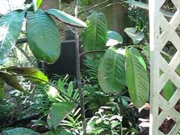 Image result for Monodora junodii