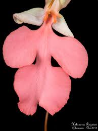 Image result for Habenaria myodes