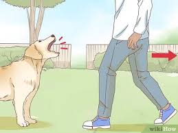 If you love dogs or are curious about them, head down to central park, 1 utama and be enlightened about man's best friend. How To Pet A Dog With Pictures Wikihow
